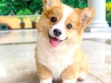 ÖZEL IRK CORGİ BEBEKLERİMİZ DİŞİ ERKEK