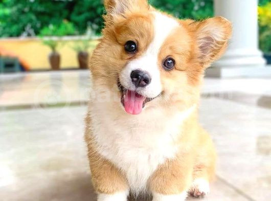 Özel Irk Corgi̇ Bebekleri̇mi̇z Di̇şi̇ Erkek