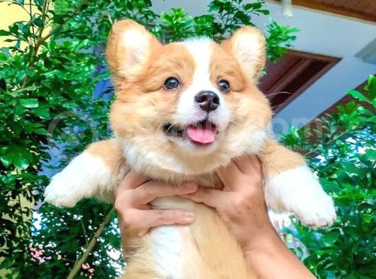 Özel Irk Corgi̇ Bebekleri̇mi̇z Di̇şi̇ Erkek görsel