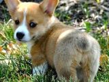 Özel Irk Corgi̇ Bebekleri̇mi̇z Di̇şi̇ Erkek