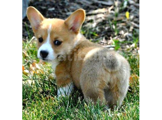Özel Irk Corgi̇ Bebekleri̇mi̇z Di̇şi̇ Erkek görsel