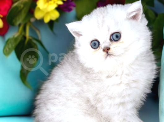 Lisanslı Üretim Evinden British Shorthair Silver görsel