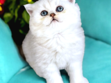 Lisanslı Üretim Evinden British Shorthair Silver