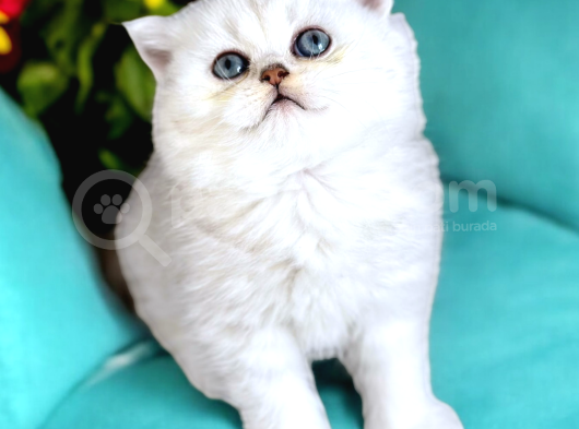 Lisanslı Üretim Evinden British Shorthair Silver görsel