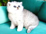 Lisanslı üretim evinden British shorthair silver