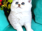 Lisanslı Üretim Evinden British Shorthair Silver