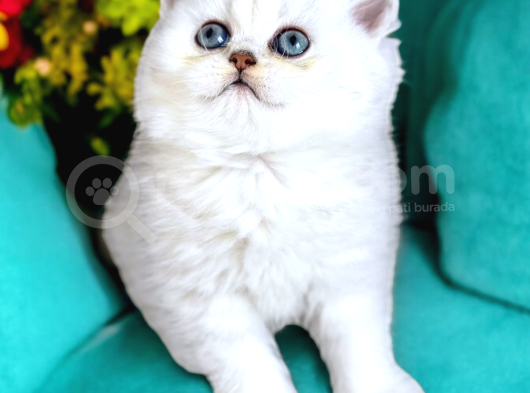 Lisanslı Üretim Evinden British Shorthair Silver görsel