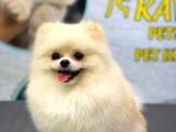 1 YAŞINDA YETİŞKİN ERKEK POMERANİAN BOO TEACUP