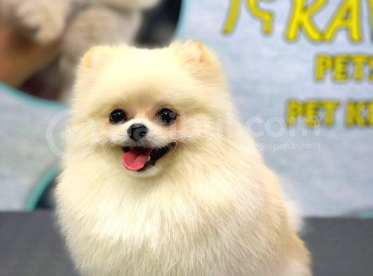 1 Yaşinda Yeti̇şki̇n Erkek Pomerani̇an Boo Teacup