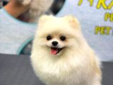 1 Yaşinda Yeti̇şki̇n Erkek Pomerani̇an Boo Teacup