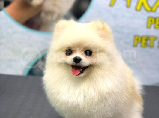 1 Yaşinda Yeti̇şki̇n Erkek Pomerani̇an Boo Teacup görsel