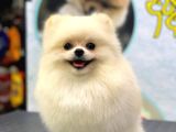 1 Yaşinda Yeti̇şki̇n Erkek Pomerani̇an Boo Teacup