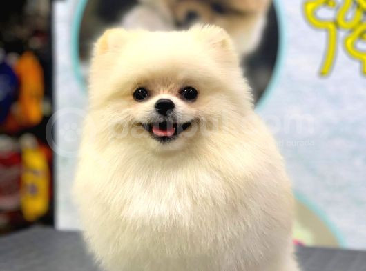 1 Yaşinda Yeti̇şki̇n Erkek Pomerani̇an Boo Teacup görsel