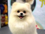 1 Yaşinda Yeti̇şki̇n Erkek Pomerani̇an Boo Teacup