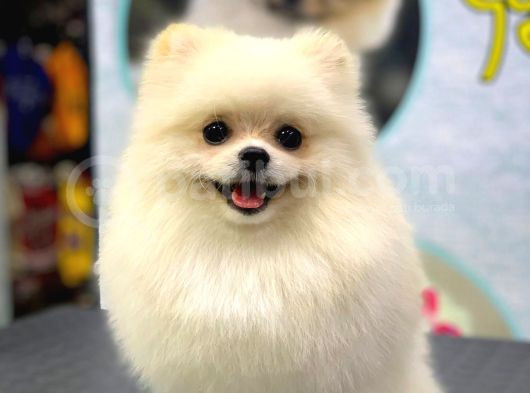 1 Yaşinda Yeti̇şki̇n Erkek Pomerani̇an Boo Teacup görsel