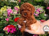 Red Toy Poodle Sevimli Yavrularımız