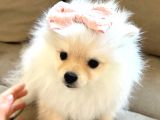 Pomeranian Boo Yavrularımız
