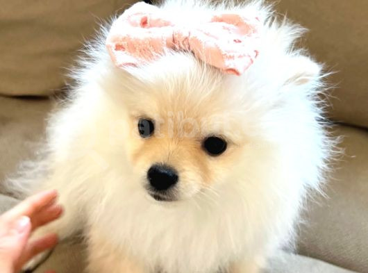 Pomeranian Boo Yavrularımız görsel