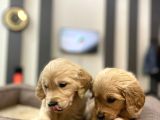 Baby Face Golden Retriever Yavrularımız