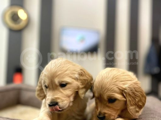 Baby Face Golden Retriever Yavrularımız