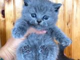 Blue British Shorthair Orjinal Yavrularımız