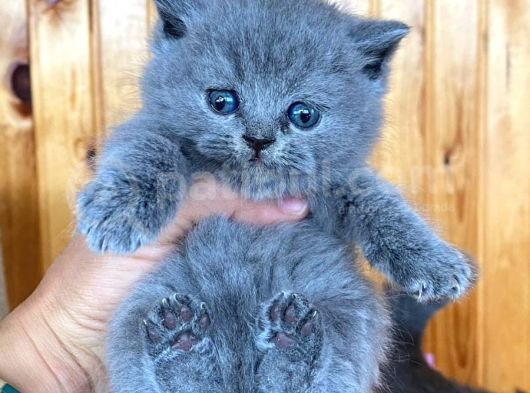 Blue British Shorthair Orjinal Yavrularımız