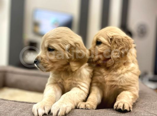 Baby Face Golden Retriever Yavrularımız görsel