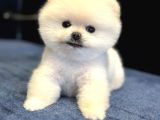 Efsane Teddy Bear