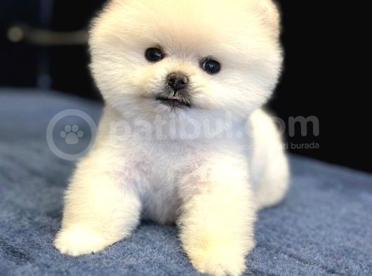 Efsane Teddy Bear görsel