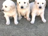 Bebek Yüz Golden Baby Face Yavrularımız
