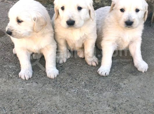 Bebek Yüz Golden Baby Face Yavrularımız görsel