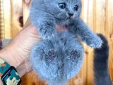 Blue British Shorthair Orjinal Yavrularımız