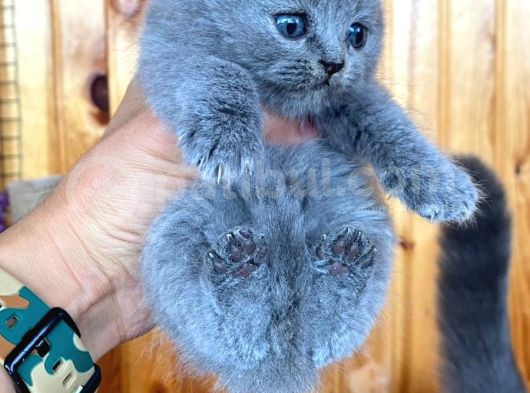 Blue British Shorthair Orjinal Yavrularımız görsel