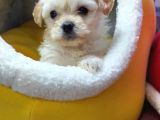 Morkie Pofuduk Yavrularımız