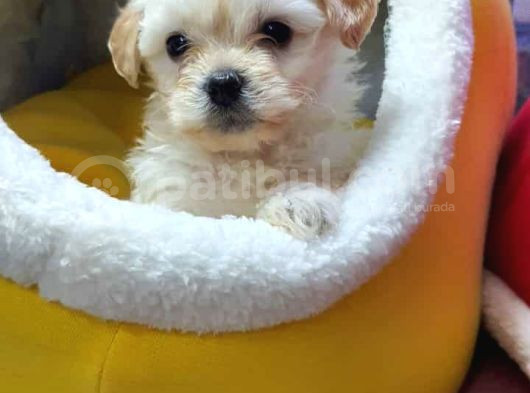 Morkie Pofuduk Yavrularımız görsel