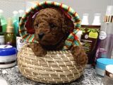 Redbrown Mini Kurabiyeler