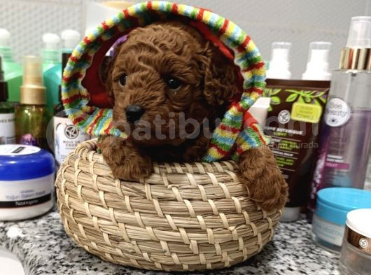 Redbrown Mini Kurabiyeler görsel