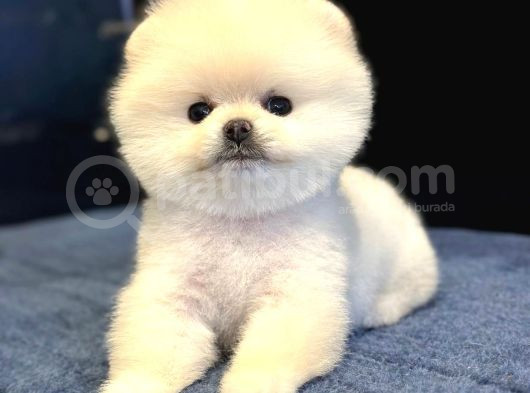 Efsane Teddy Bear