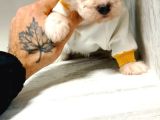 0 Numara Maltese Terrier Yavrularımız