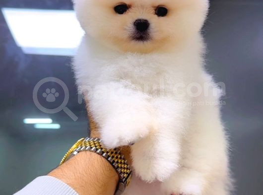 Pomeranian Ayı Surat Pom Bebeklerimiz görsel