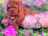 Red Toy Poodle Sevimli Yavrularımız