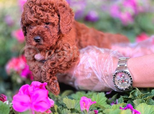 Red Toy Poodle Sevimli Yavrularımız görsel