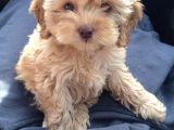 Kahve Tonlu Mini Boy Puppy Sevimli Yavrular Malti̇po Ci̇nsi̇ 