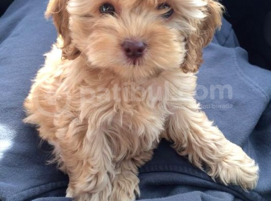 Kahve Tonlu Mini Boy Puppy Sevimli Yavrular Malti̇po Ci̇nsi̇  görsel
