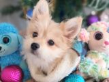 1 Dişi 1 Erkek Teacup Morkie Yavrularımız