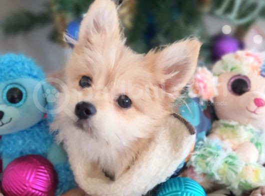 1 Dişi 1 Erkek Teacup Morkie Yavrularımız görsel
