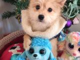 1 Dişi 1 Erkek Teacup Morkie Yavrularımız