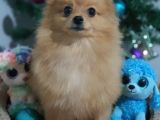 6 Aylık Erkek Pomeranian Yavrularımız