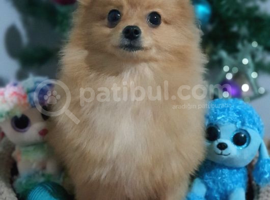 6 Aylık Erkek Pomeranian Yavrularımız görsel