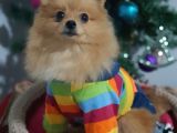 6 Aylık Erkek Pomeranian Yavrularımız
